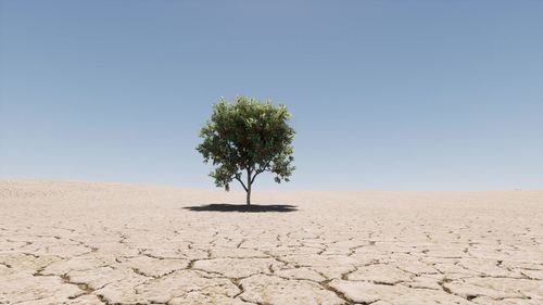 Tree on desert against clear sky