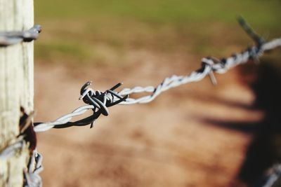 Close-up of barbed wire