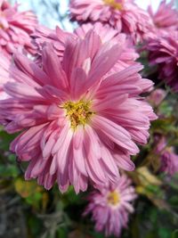 Close-up of pink flowers