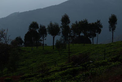 Trees on field against sky