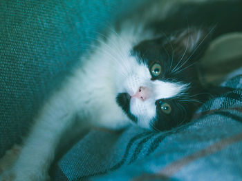 Close-up portrait of a cat