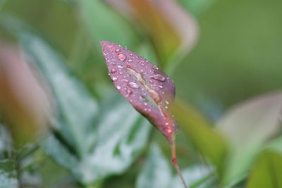 Close-up of wet purple flower