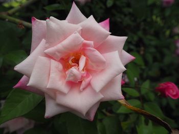 Close-up of pink rose blooming outdoors