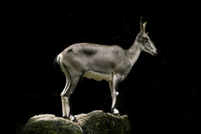 Deer standing on rock