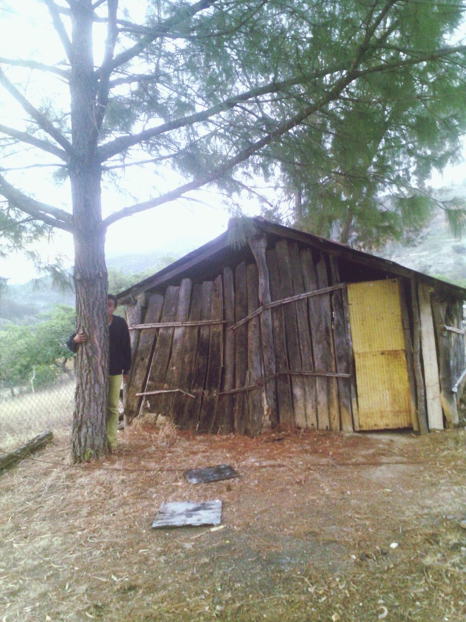 tree, architecture, built structure, abandoned, building exterior, damaged, obsolete, run-down, deterioration, transportation, house, old, day, mode of transport, branch, bare tree, broken, outdoors, sunlight, no people