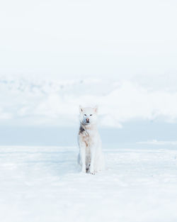 Portrait of dog relaxing on snow covered field during winter