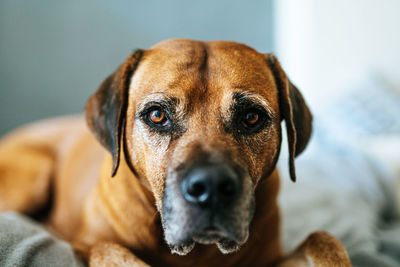 Close-up portrait of dog relaxing at home