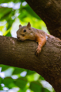 Squirrel on tree trunk