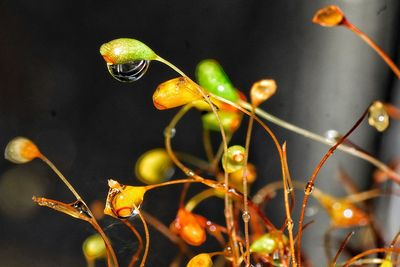 Close-up of water drops on plant