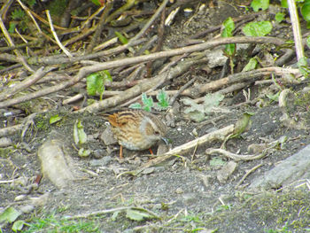 Bird in nest