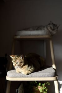 Cat sitting on sofa at home