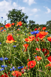 Close-up of poppies on field against sky