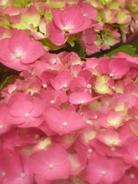 Full frame shot of pink flowers