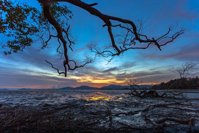 Bare tree by sea against sky during sunset