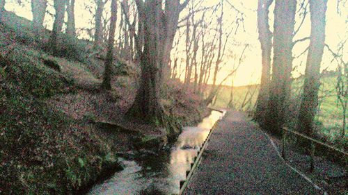 Footpath passing through forest