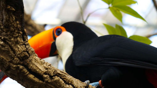 Close-up of bird perching on branch