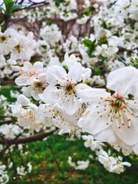 Close-up of white cherry blossom tree