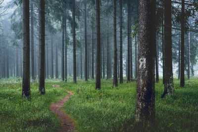Pine trees in forest