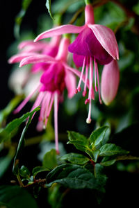 Close-up of pink flowers blooming outdoors