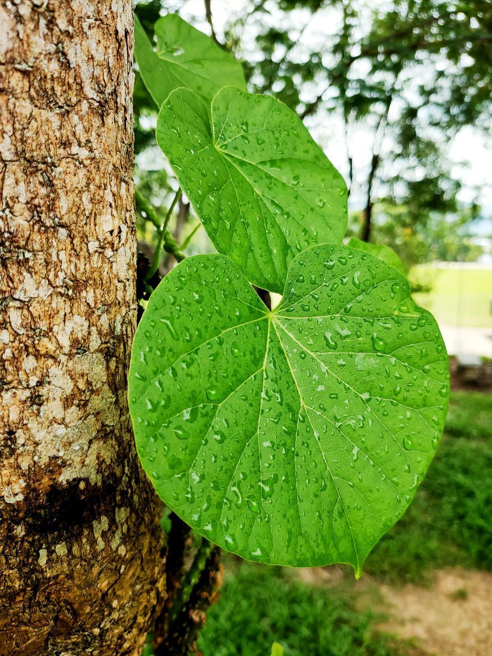 CLOSE-UP OF WET TREE TRUNK