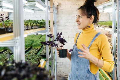 Young female farmer growing microgreens on her indoor vertical garden.  purple sango radish, pea