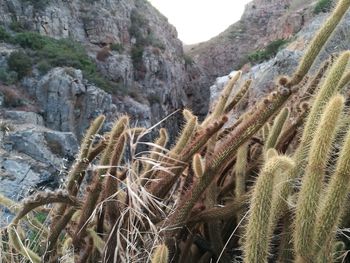 Close-up of plants against mountain