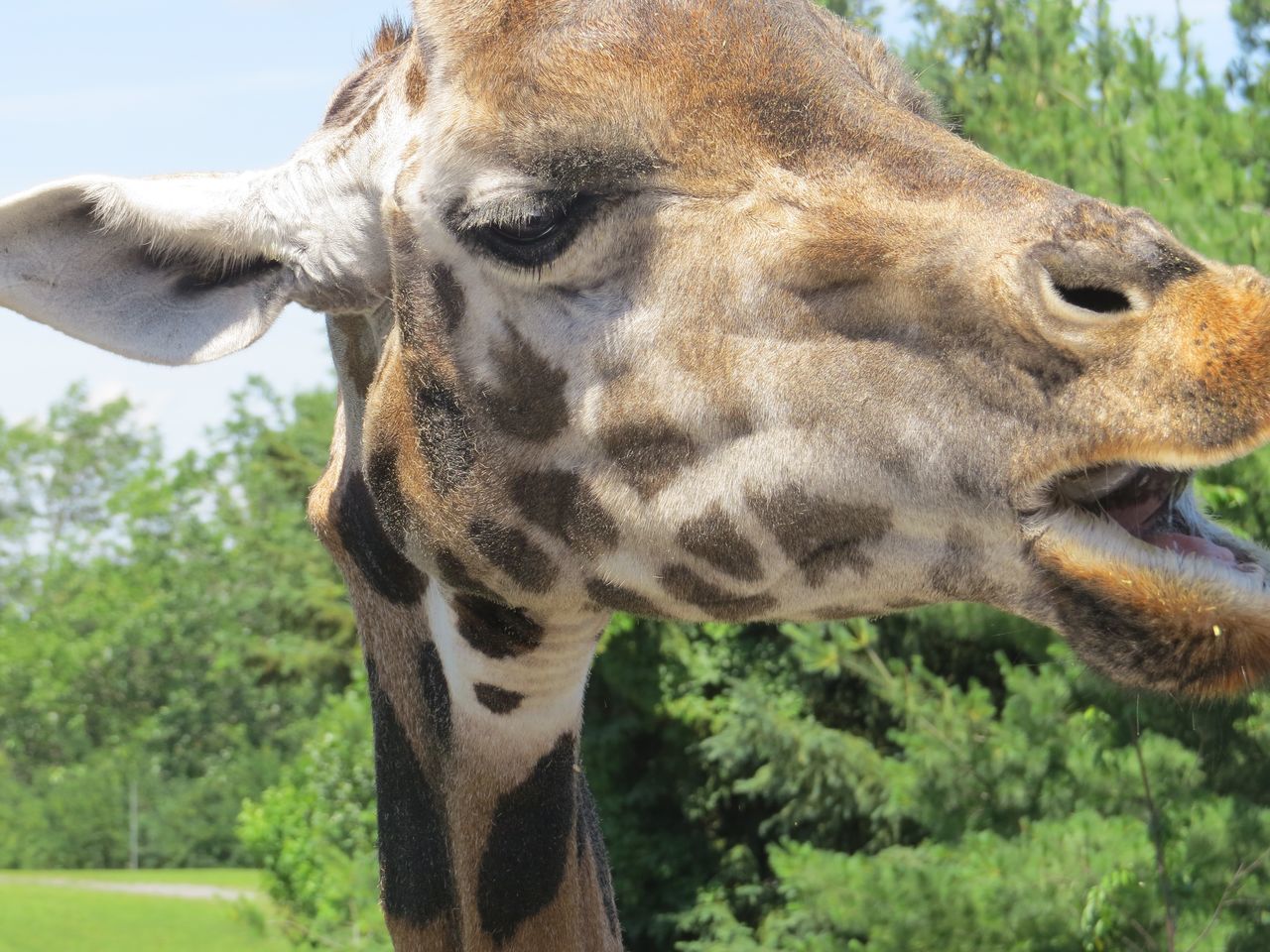 one animal, animal themes, mammal, animal head, focus on foreground, day, close-up, outdoors, no people, giraffe, domestic animals, animals in the wild, animal wildlife, nature