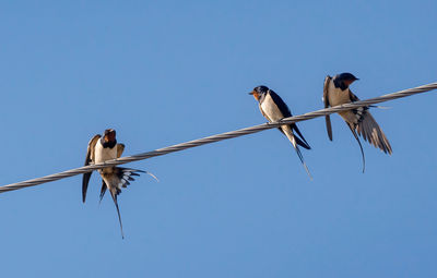 Low angle view of birds perching on cable against clear sky