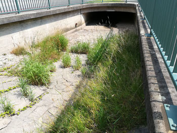 Plants growing on footpath