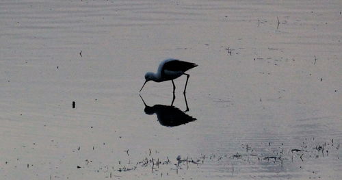 Bird in water