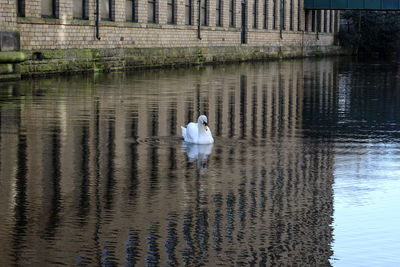 Swan floating on lake