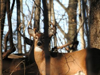 Portrait of deer in the woods