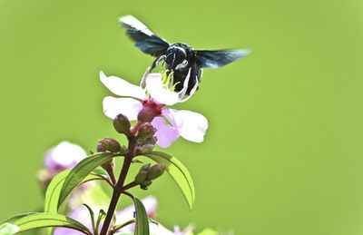 Close-up of insect pollinating on flower