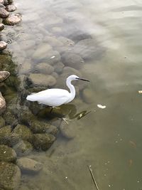 High angle view of duck swimming in lake