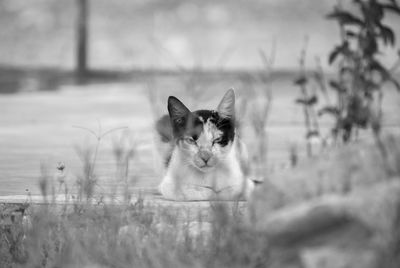 Portrait of a cat on field