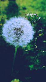 Close-up of dandelion blooming outdoors