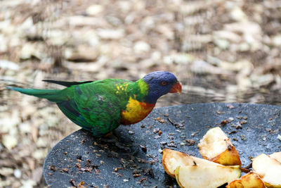 Close-up of rainbow lorikeet on bird feeder