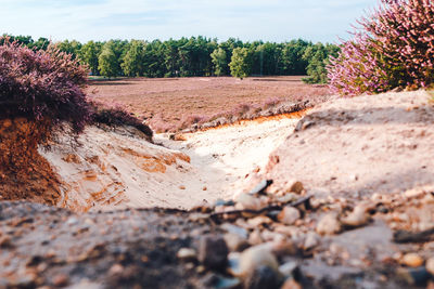 Surface level of road against trees