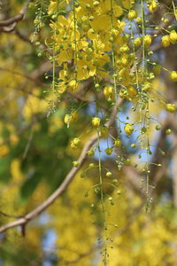 Close-up of yellow flowering plant