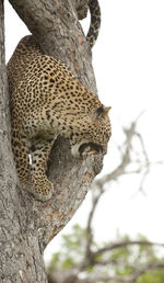 Low angle view of cat on tree