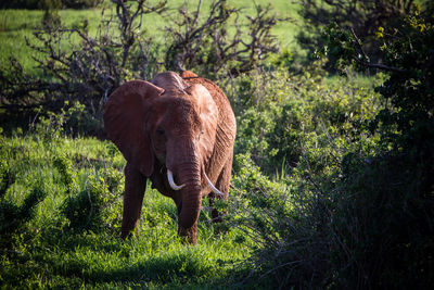 Elephant walking in a forest