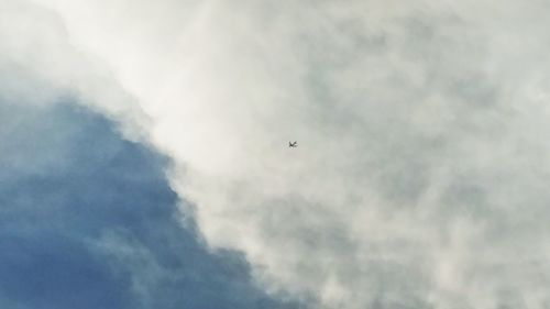 Low angle view of bird flying in sky