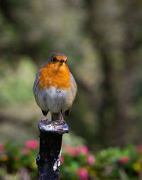 Close-up of bird perching on a pole