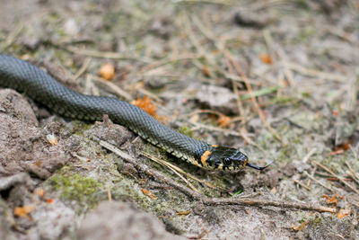 Close-up of lizard on ground