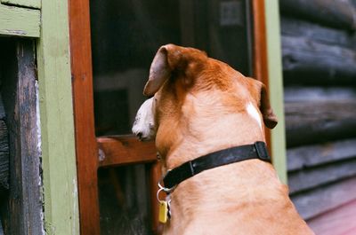 Close-up of dog