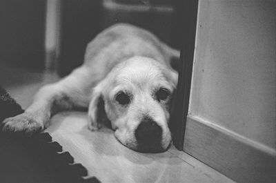 Close-up portrait of dog relaxing at home