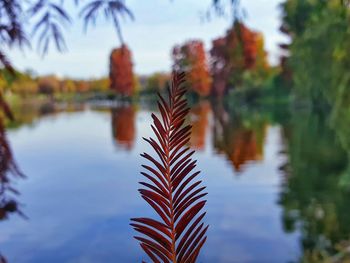 Close-up of plants by lake against sky