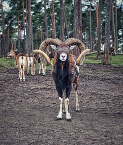 Deer standing in a forest