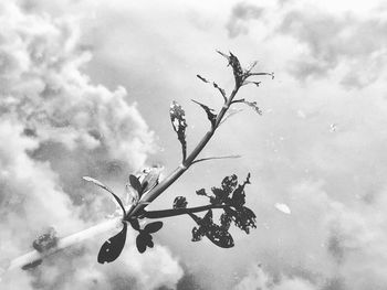 Low angle view of silhouette tree against sky