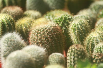 Full frame shot of plants